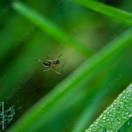 SPIDER - Wild life in the grass in meadow 