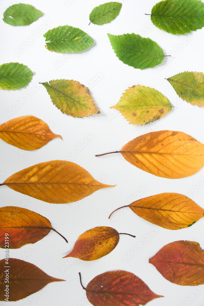Overhead of different colored leaves