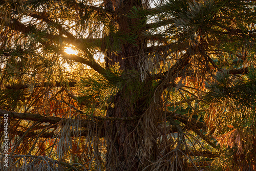 Sequoiadendron giganteum (giant sequoia; giant redwood, Sierra redwood, Sierran redwood, Wellingtonia tree in nature photo