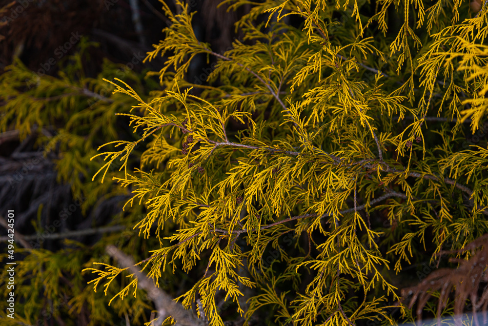 Chamaecyparis pisifera 'Filifera Aurea, Golden Threadleaf Chamaecyparis 