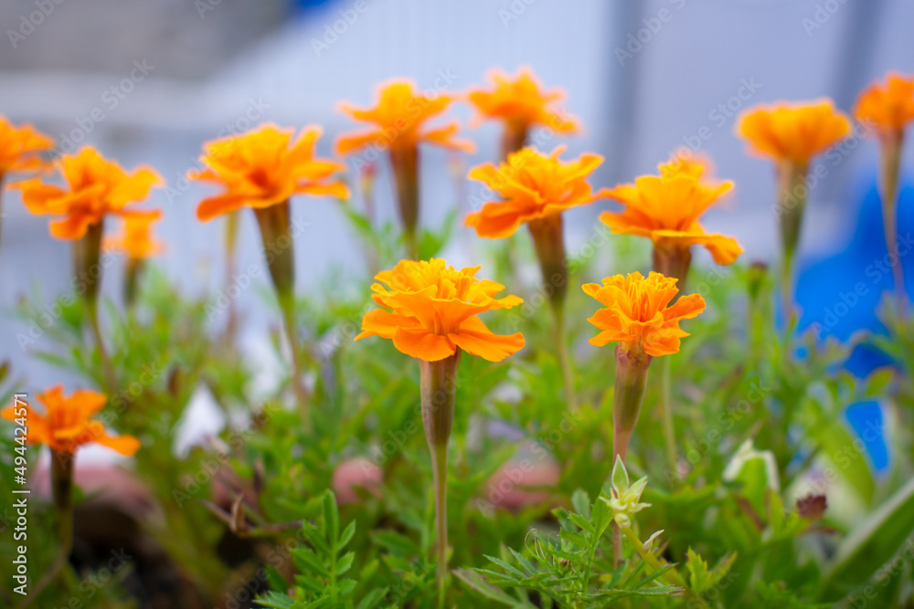 Orange flowers on a blue background. Home flower bed. Spring home decor. Bright flowers. Orange flowers on a blue background. Home flower bed. Spring home decor. Bright flowers.