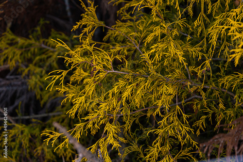 Chamaecyparis pisifera 'Filifera Aurea, Golden Threadleaf Chamaecyparis 