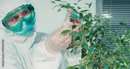 a laboratory assistant in protective clothing wipes the leaves of a plant with a cotton pad. treatment of plants with chemicals