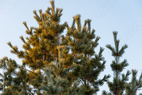 Mountain Pine,
Pinus uncinata tree in nature photo