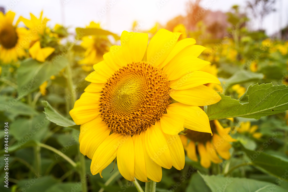 Yellow sunflower in the sunset light. Close-up. Sunflower, close-up. Yellow big flower. Yellow sunflower in the sunset light. Close-up. Sunflower, close-up. Yellow big flower.