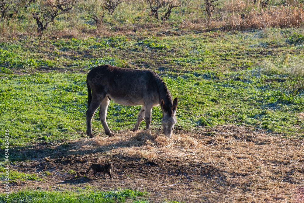 Fototapeta premium Donkey portrait isolated on the pasture