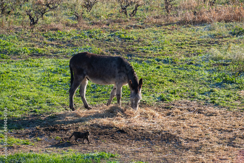 Donkey portrait isolated on the pasture