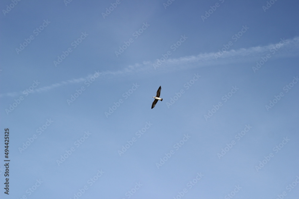 flying seagull floating on the air flying seagull floating on the air