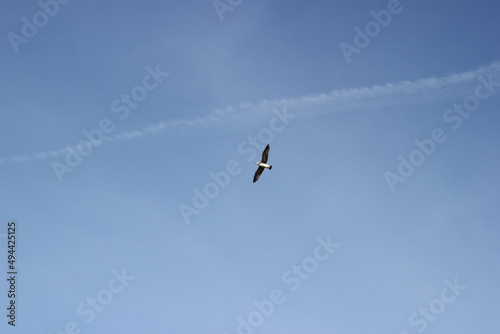 flying seagull floating on the air