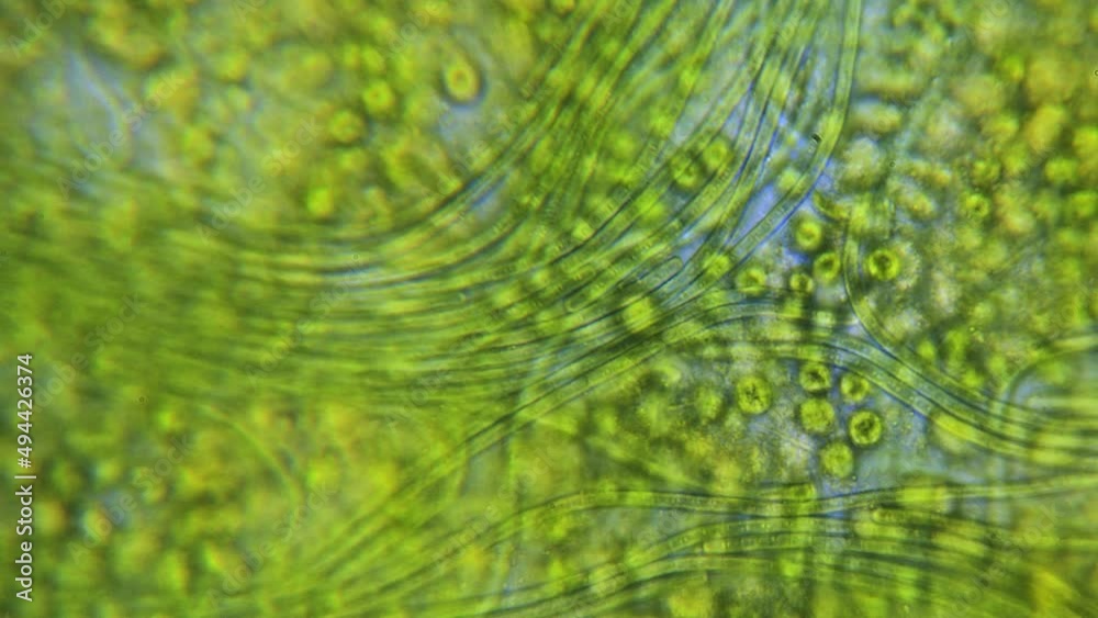 Cyanobacteria and green algae movement under microscope
