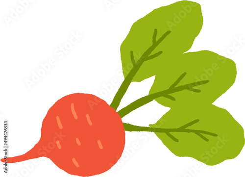 Sugar Beet Root Hand Drawn Cartoon Illustration