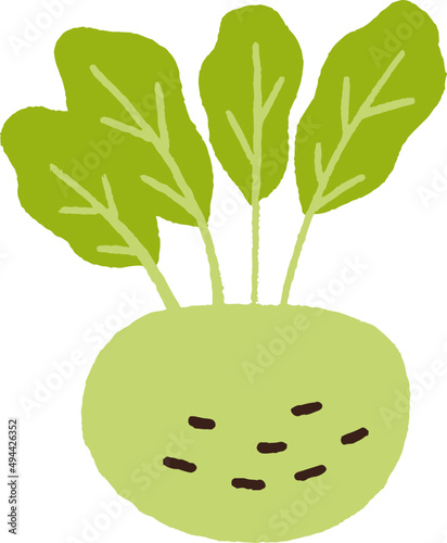 Fresh Turnip Tuber Hand Drawn Cartoon Illustration