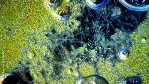 Cyanobacteria and green algae movement under microscope