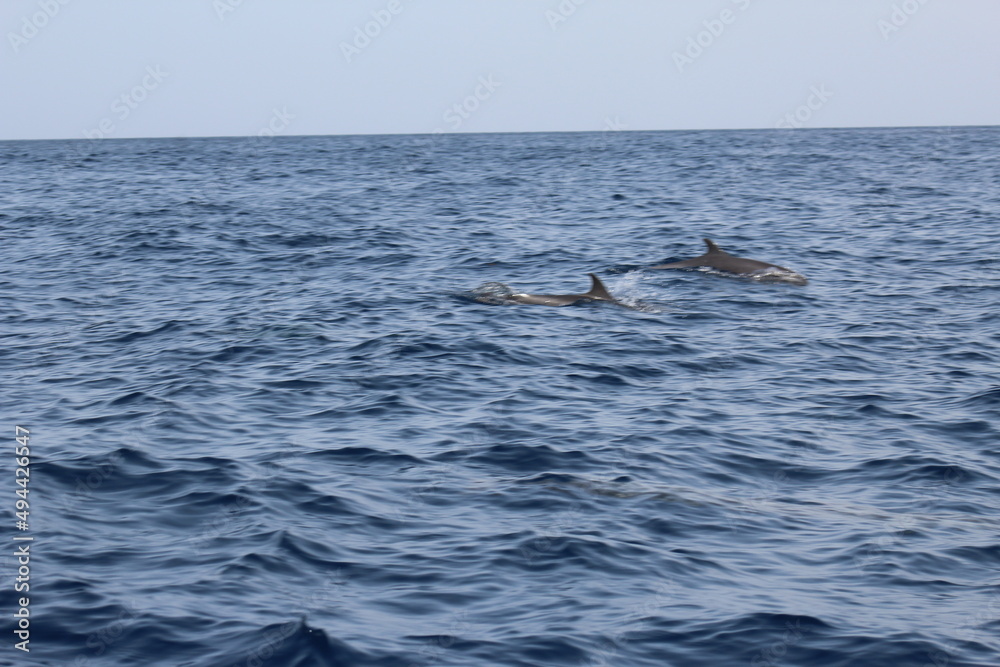 Fototapeta premium dauphin