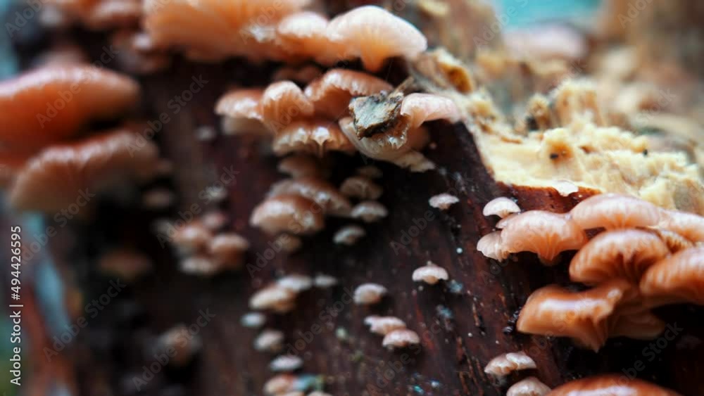 Rosy Oysterling (Scytinotus longinquus) Mushroom Rosy Oysterling (Scytinotus longinquus) Mushroom