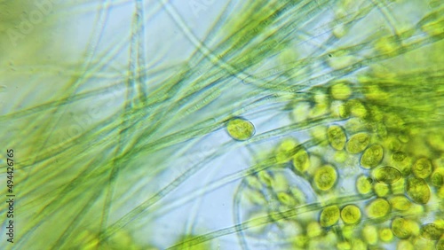 Cyanobacteria and green algae movement under microscope photo
