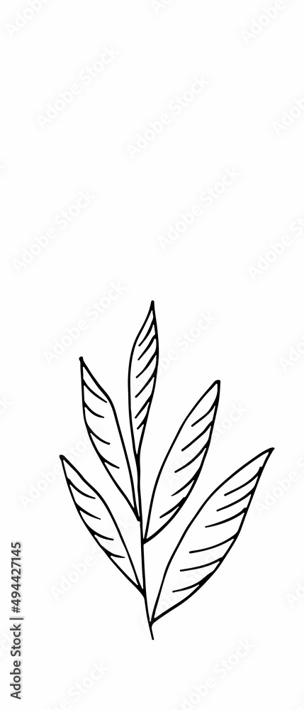 herb. Hand drawn vector herb in doodle style outline herb. Hand drawn vector herb in doodle style outline