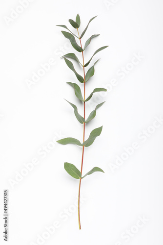Eucalyptus branch with fresh leaves isolated on white  top view
