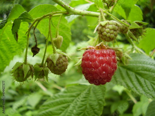 raspberry on a bush