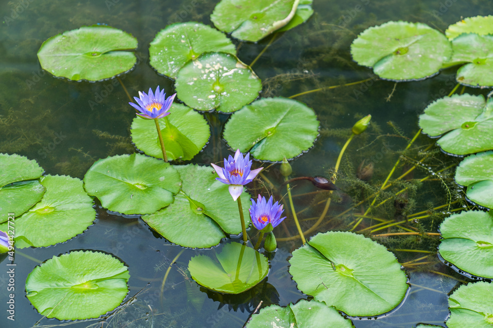 closeup beautiful lotus flower and green leaf in pond, purity nature background closeup beautiful lotus flower and green leaf in pond, purity nature background