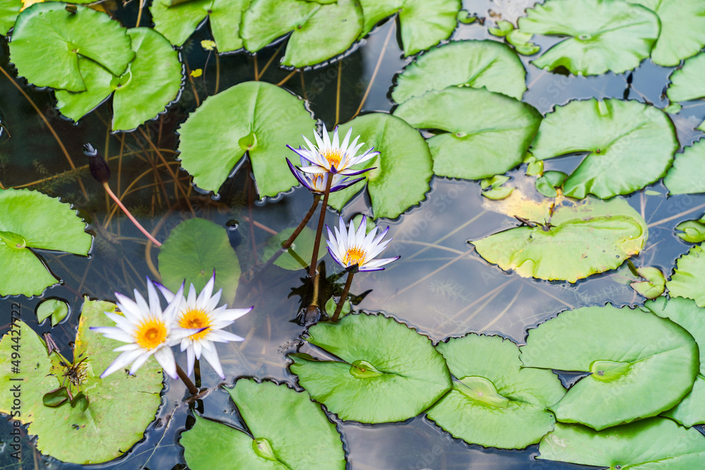 closeup beautiful lotus flower and green leaf in pond, purity nature background closeup beautiful lotus flower and green leaf in pond, purity nature background