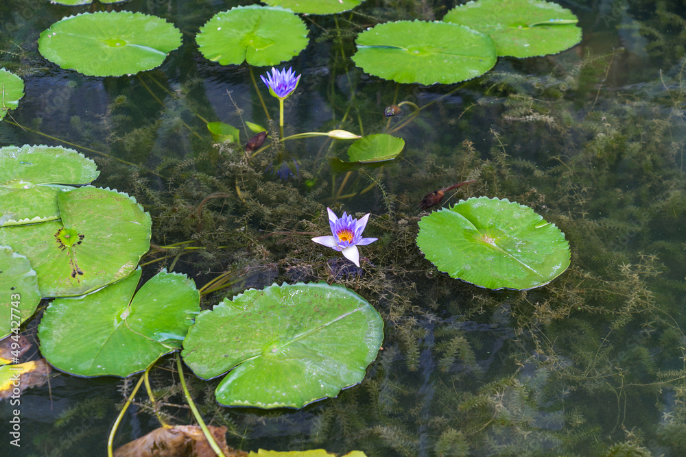 closeup beautiful lotus flower and green leaf in pond, purity nature background closeup beautiful lotus flower and green leaf in pond, purity nature background