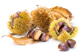Chestnuts and chestnut burs on white background. European species, sweet chestnut (Castanea sativa)