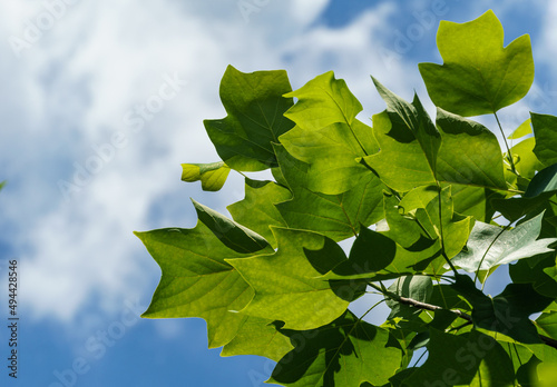 Bright green leaves of Tulip tree (Liriodendron tulipifera), called Tuliptree, American or Tulip Poplar on blue sky background. Selective focus. There is place for text. Nature concept for design