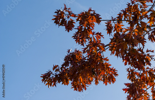 Red autumn leaves of Quercus palustris, the pin oak or swamp Spanish oak. Beautiful autumn foliage in city park krasnodar or Galitsky park in sunny autumn 2021. Nature concept for natural design. photo