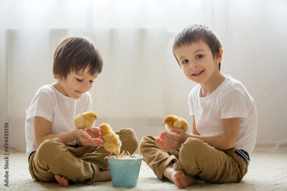 Two sweet little children, preschool boys, brothers, playing with little chicks at home