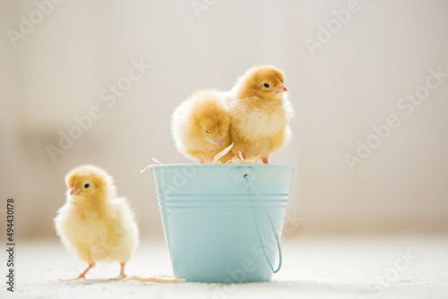 Little cute baby chicks in a bucket, playing at home © Tomsickova