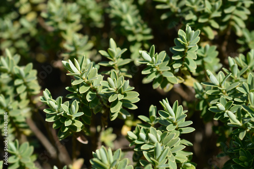 Shrubby veronica Green Globe