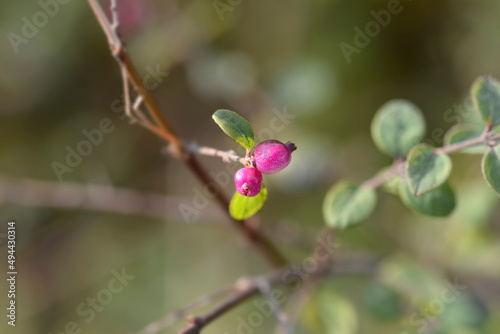 Coralberry