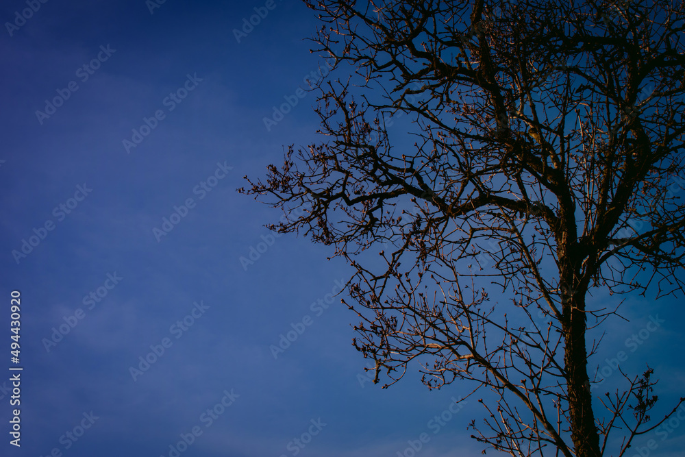 Black branches of lilac bush or elder-tree on dark blue sky background Black branches of lilac bush or elder-tree on dark blue sky background
