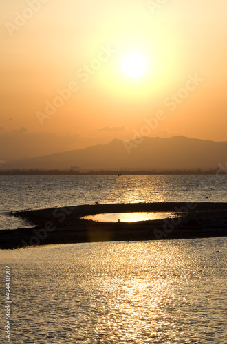 Goéland au coucher du soleil