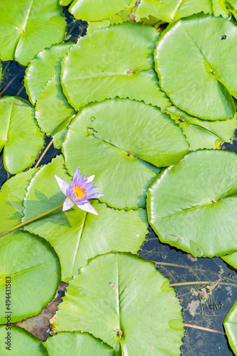 closeup beautiful lotus flower and green leaf in pond, purity nature background