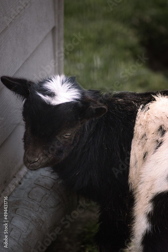 A little shy goat in the meadow