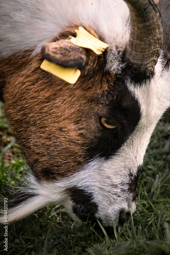 An adult goat eating grass in the meadow