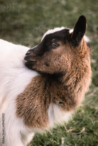 A beautiful goat cleaning his back