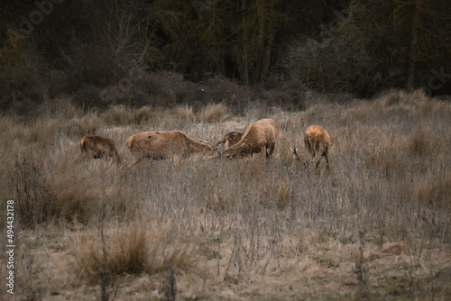 Two male deers fighting in the countryside between females © Pablo