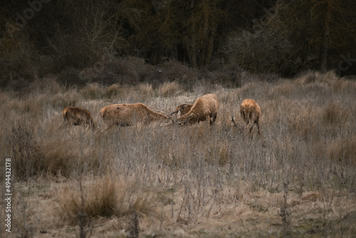 Two male deers fighting in the countryside between females