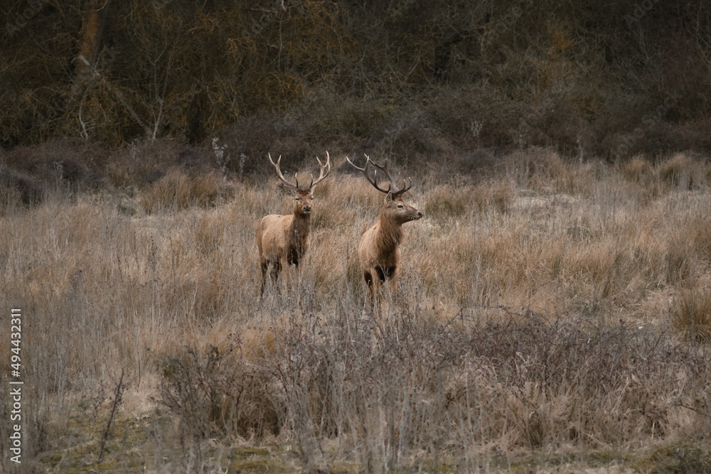 Two deers searching in the countryside