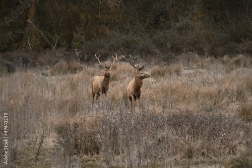 Two deers searching in the countryside