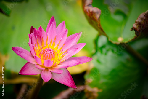 lotus flower in the pond  Nymphaea nouchali 