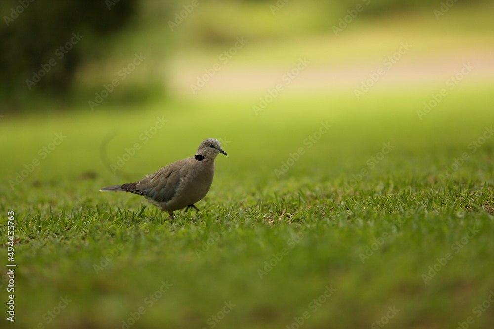 Obraz premium Dove walking on grass