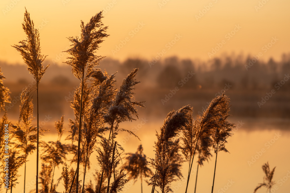 Poranny spacer nad Stawami Dojlidzkimi, Podlasie, Polska Poranny spacer nad Stawami Dojlidzkimi, Podlasie, Polska