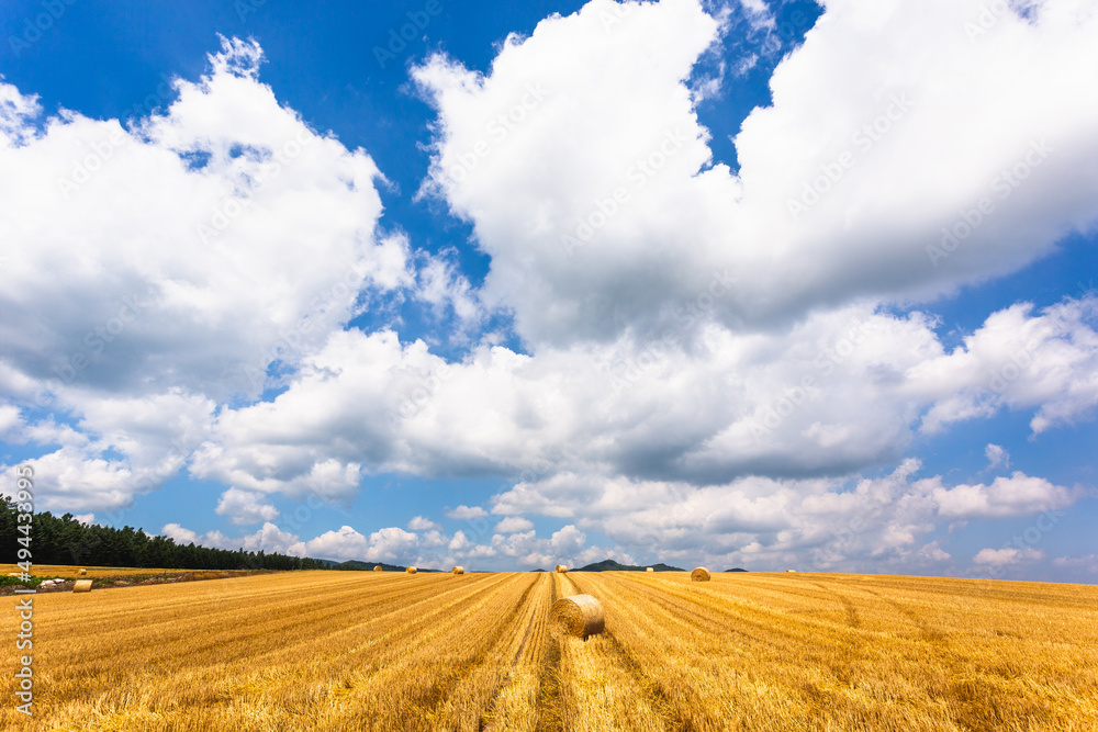 北海道の8月、美瑛の麦畑