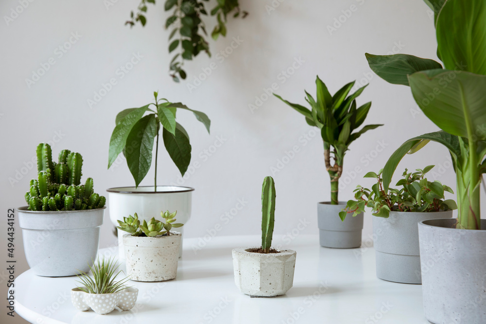 Stylish and botany composition of home garden filled a lot of plants in different pots on the white table. White background walls. Plants love. Spring blossom. Template. Stylish and botany composition of home garden filled a lot of plants in different pots on the white table. White background walls. Plants love. Spring blossom. Template.