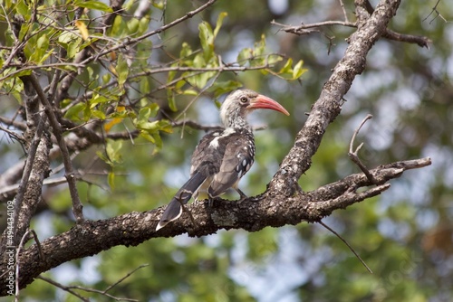 Tableau sur toile Crowned hornbill in African bushveld