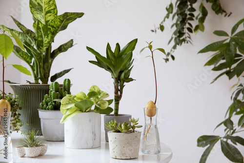 Wallpaper Mural Stylish and botany composition of home garden filled a lot of plants in different pots on the white table